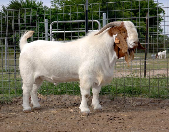 BJC Ranch / Stud Buck "Doughboy"