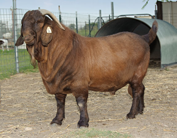 BJC Ranch / Stud Buck "Longboy"