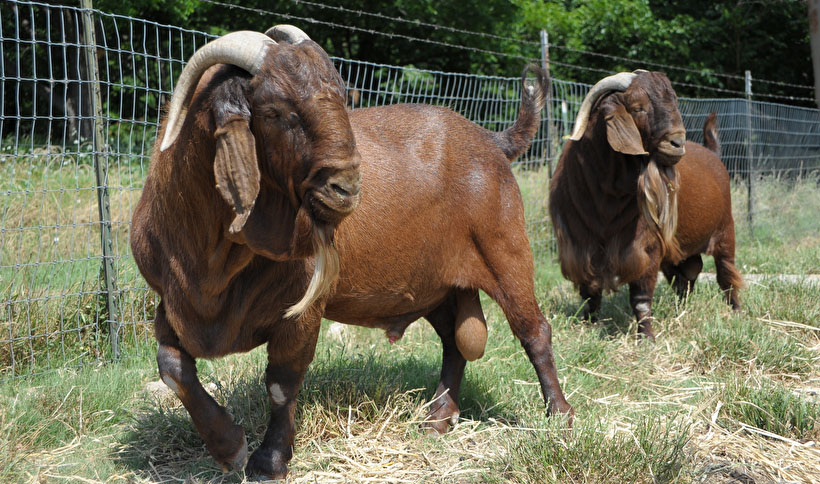 Longboy & Red - BJC Ranch Stud Bucks