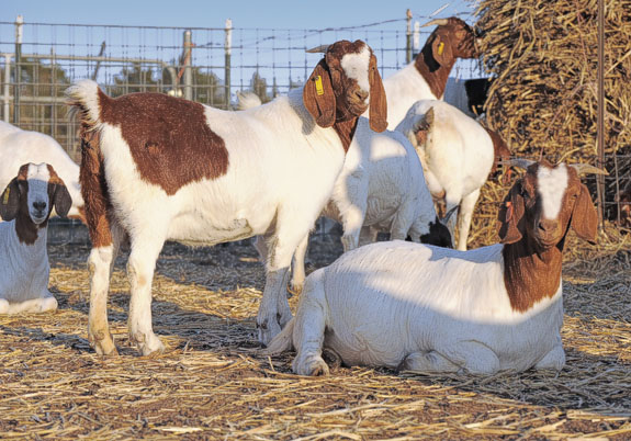 At the Haybale